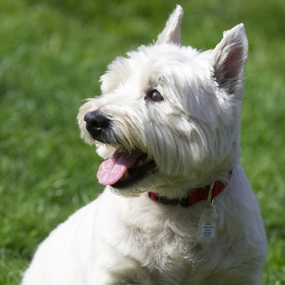 I love a good larf!
Schlüsselwörter: William West Highland Terrier tongue