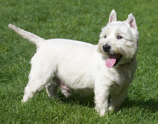 C'mon, let's go
Palabras clave: William West Highland Terrier tongue