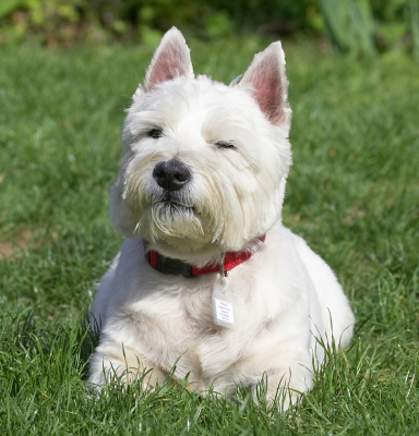 I think I might take a snooze
Palabras clave: William West Highland Terrier