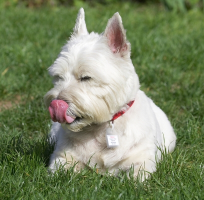 Some things are better enjoyed lying down
Ключевые слова: William West Highland Terrier tongue