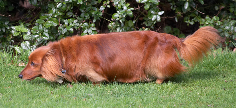 Molly in the Garden
April 2 2006
Mots-clés: Molly long haired daschund dog red garden sunshine stretch
