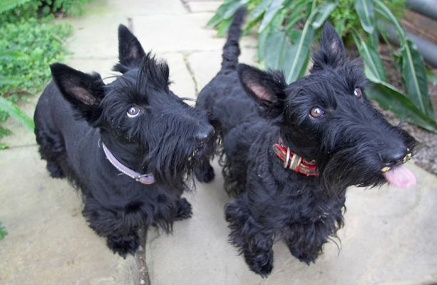 Peanut butter time - Flora & Hettie waiting ............
Palabras clave: Flora Hettie Black Scotties peanut butter