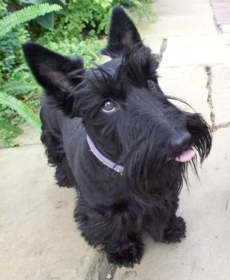 Flora licking her chops
Anahtar kelimeler: Flora Black Scottie peanut butter chops