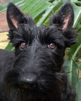 Good eye contact!
Palabras clave: Flora Hettie Black Scottie eye contact