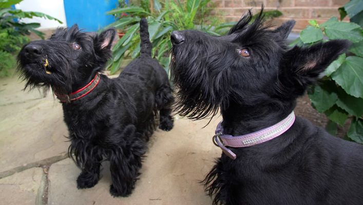 Flora & Hettie concentrating
الكلمات الإستدلالية(لتسهيل البحث): Flora Hettie Black Scottie