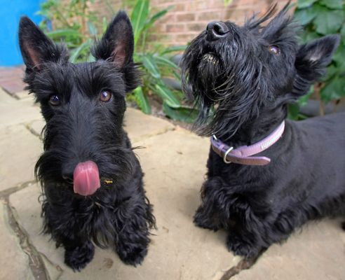 Seriously cute!
Słowa kluczowe: Flora Hettie Black Scottie cute peanut butter