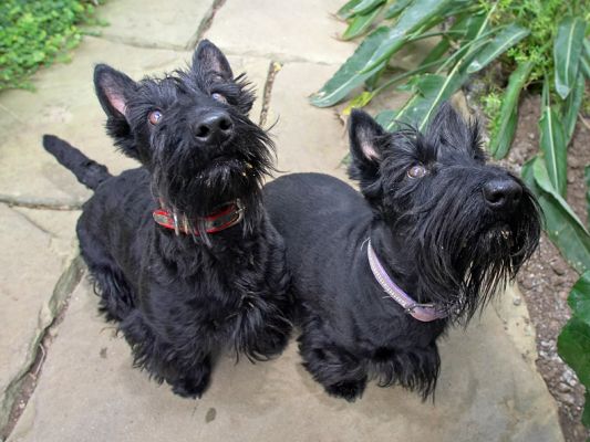Is there enough for both of us?!
Palabras clave: Flora Hettie Black Scottie peanut butter