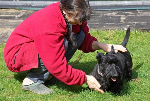 Some TLC for Flora
Schlüsselwörter: Flora Black Scottie tlc
