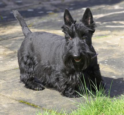 Flora enjoying the sunshine
Palabras clave: Flora Black Scottie sunshine