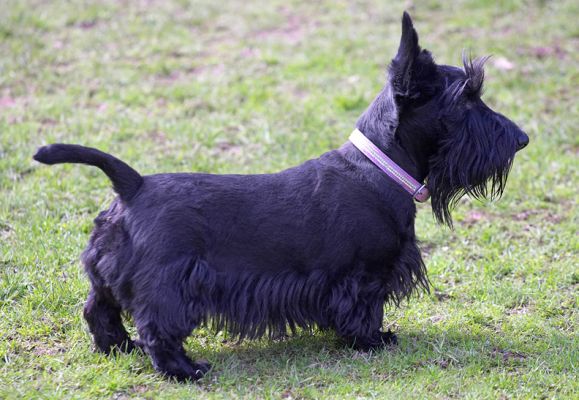 Flora
Anahtar kelimeler: Flora Black Scottie Lucies Farm luxury dog hotel