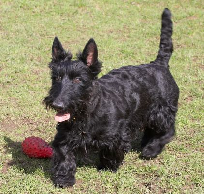 Hettie
Keywords: Hettie Black Scottie