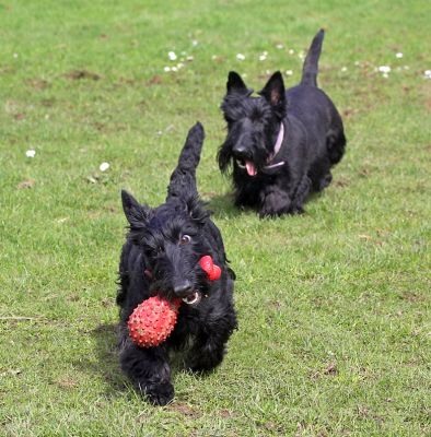 Hettie's got the prize; Flora in hot pursuit
Λέξεις-κλειδιά: Flora Hettie Black Scottie prize