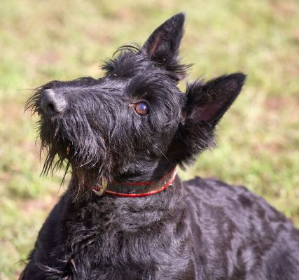 Hettie looking adoringly and adorable
Keywords: Hettie Black Scottie adorable