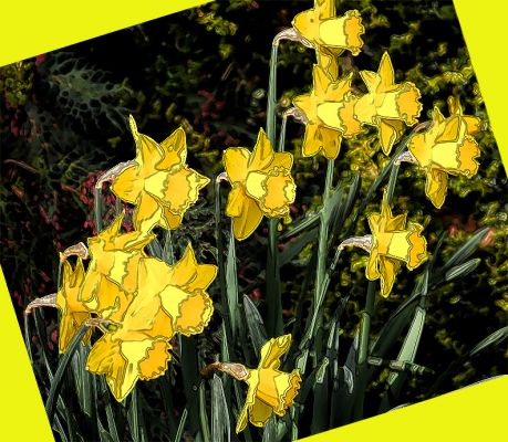 Daffodils in the Whitecroft Garden
A little bit of springtime --- finally.  April 2 2006 in the front garden of Whitecroft.
Avainsanat: Whitecroft daffodils garden spring springtime flowers yellow