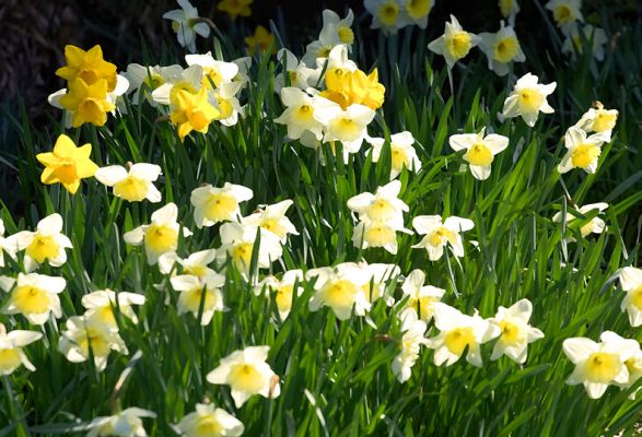 Daffodils in the Whitecroft Garden
We finally had some sunshine after what seems to be the longest and most dreary winter ever.  Photographed in the Whitecroft front garden, April 2 2006.
Avainsanat: Daffodils springtime spring Whitecroft garden yellow flowers