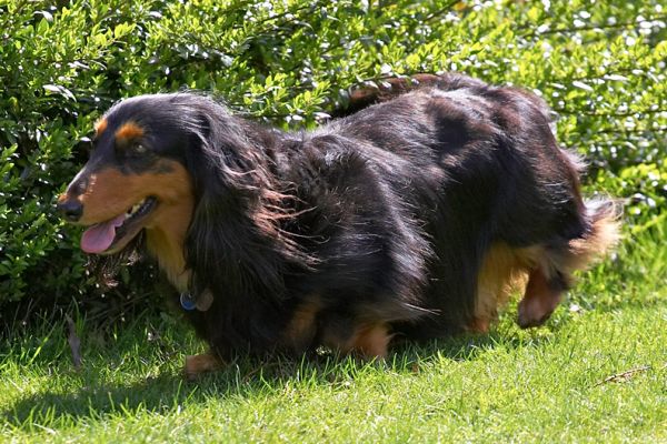 Whistler in the Garden
Whistler enjoying the sunshine on her back.
Palabras clave: Whistler long haired daschund dog sunshine