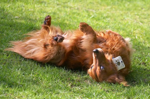 Molly Having a Roll
With the Tomy Wonderful Shot dog camera on her collar.
Palabras Clave: Molly Tomy Wonderful Shot dog camera long haired daschund dog red roll
