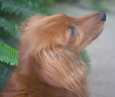 Molly
Anahtar kelimeler: Molly long haired daschund dog red ears