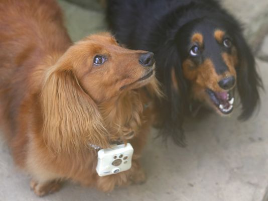 Molly and Whistler
Molly wearing the Tomy Wonderful Shot dog camera on her collar.  Molly and Whistler are looking at Marjorie holding a cookie.  April 2 2006
Keywords: Molly Whistler long haired daschund dog Tomy Wonderful Shot dog camera