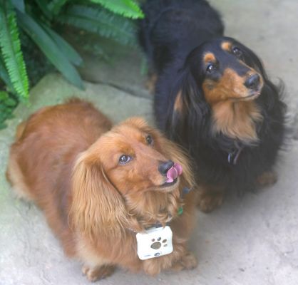 Molly and Whistler
Ключові слова: Molly Whistler Tomy Wonderful Shot dog camera long haired daschund dogs