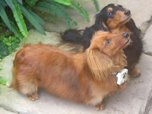 Molly and Whistler
April 2 2006
Ключові слова: Molly Whistler Tomy Wonderful Shot dog camera long haired daschund dogs