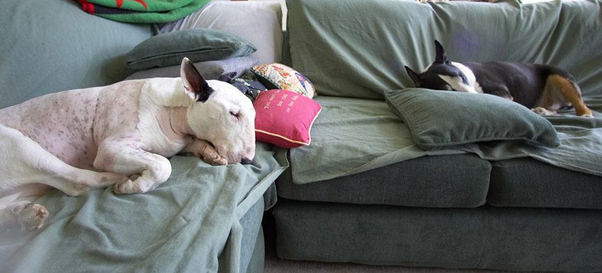 Heaven!
Ключевые слова: Kiko Tapa English Bull Terrier