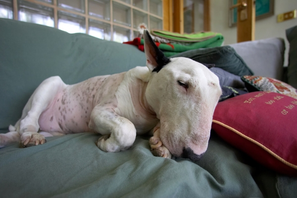 Hey, an old guy has earned some rest
Ključne besede: Kiko English Bull Terrier