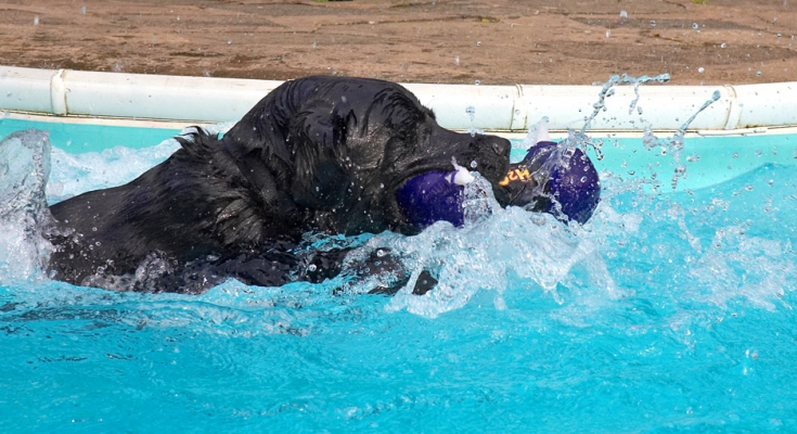 Gottit
Anahtar kelimeler: Levi Black Labrador swimming pool