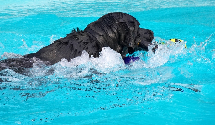 That ball's mine
Słowa kluczowe: Levi Black Labrador swimming pool