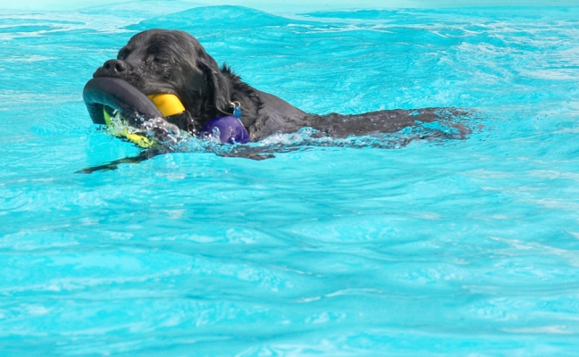 Hey, you can never have too many toys
Trefwoorden: Levi Black Labrador swimming pool