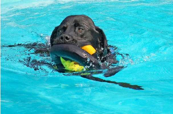 Yeah, just sit there - I'm doing all the work
Palabras clave: Levi Black Labrador swimming pool