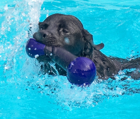 Look, I've made my own geyser
Ključne besede: Levi Black Labrador swimming pool