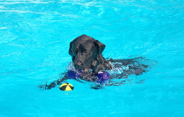 That ball is mine
Λέξεις-κλειδιά: Levi Black Labrador swimming pool