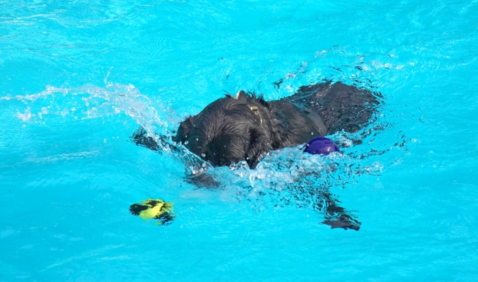 I see it!
Keywords: Levi Black Labrador swimming pool