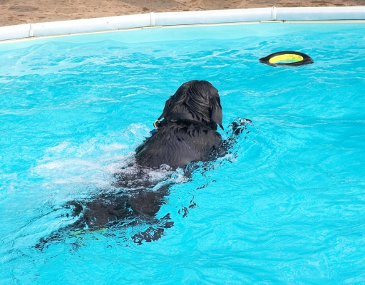 Another target
Ključne besede: Levi Black Labrador swimming pool