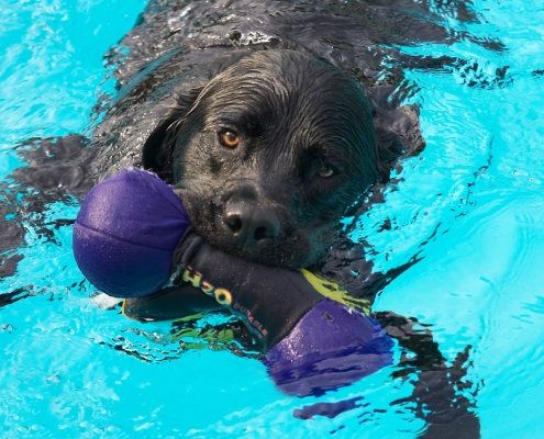 See, I got both of them
Keywords: Levi Black Labrador swimming pool