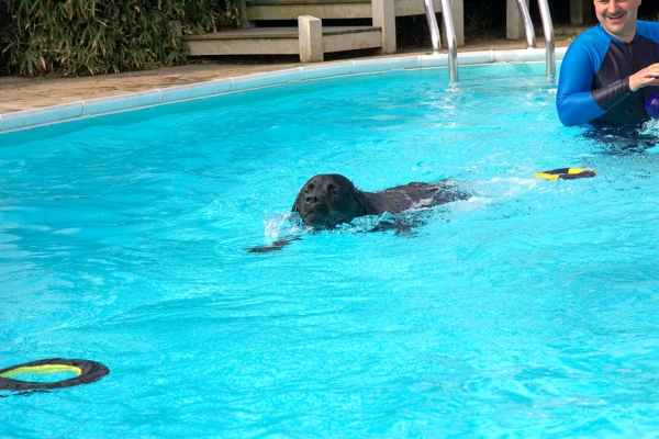 ............ that's more like it
Palabras Clave: Zbigniew Levi swimming pool Black Labrador