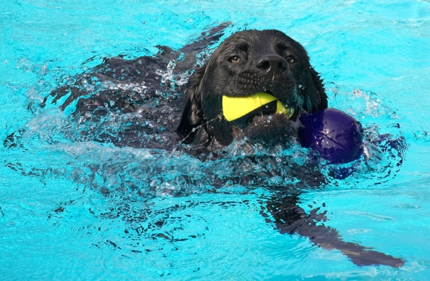 I know, I'm greedy
Schlüsselwörter: Levi Black Labrador swimming pool
