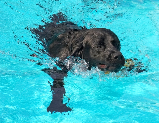 Hey, this takes concentration
Ključne besede: Levi Black Labrador swimming pool