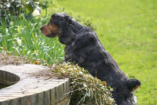 Wally inspecting the fountain
Ключові слова: Wally Cocker Spaniel fountain