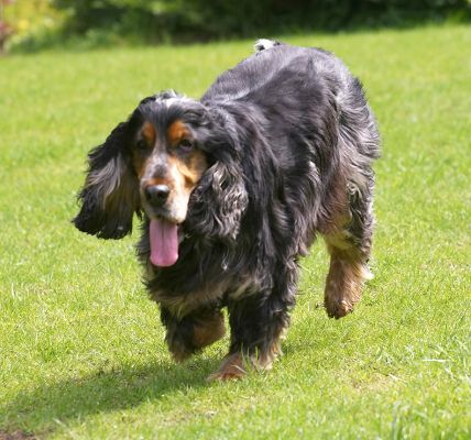 Wally running in the sunshine
Avainsanat: Wally Cocker Spaniel sunshine running