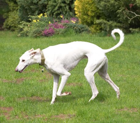 Faroh exploring
Palabras clave: Faroh Lurcher white exploring garden