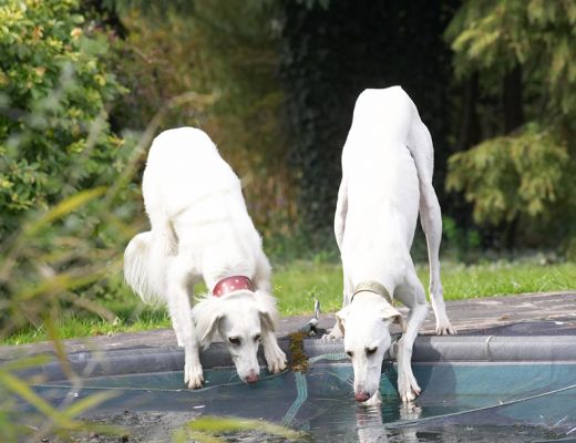 Faroh & Tia drinking from the swimming pool
Keywords: Faroh Tia Lurcher Saluki swimming pool