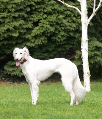 Tia taking a breather
Schlüsselwörter: Tia Saluki