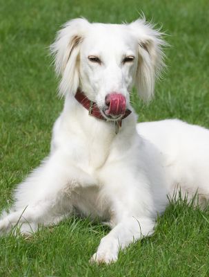 Tia cleaning her nose!
Avainsanat: Tia Saluki tongue nose