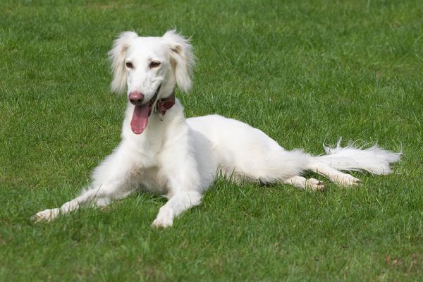 Isn't she smiling?
Trefwoorden: Tia Saluki smiling tongue