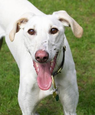 And here's Faroh smiling
Schlüsselwörter: Faroh Lurcher smiling tongue
