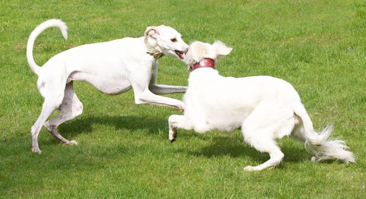 Faroh and Tia playing
I love this form of exercise.  I get to watch while they burn off all that excess energy!
Ključne besede: Faroh Tia Lurcher Saluki playing