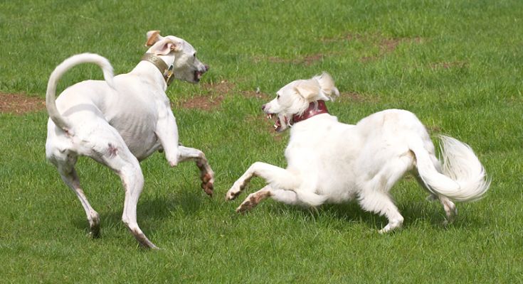 Is this dancing or art?
Ključne besede: Faroh Tia Lurcher Saluki playing dancing art