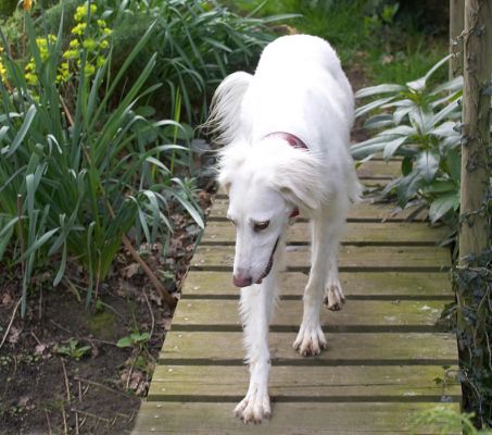 Tia exploring the bridge
Avainsanat: Tia Saluki bridge exploring